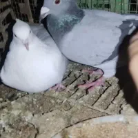 کبوتر