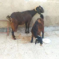 بز و بزغاله نر