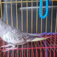 عروس هلندی گمشده مژدگانی میدم