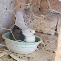 کبوتر شازده