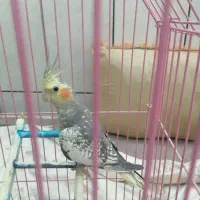 عروس هلندی