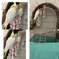 جفت عروس هلندی لوتینو( نر و ماده)