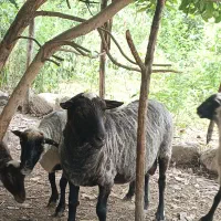 گوسفند رومانوف خالص