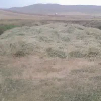 گندم آبی فله داخل شهر