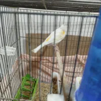 آکواریوم شیشه برند ماه ایران