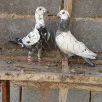 کبوتر نروماده سینه مشهدی قوچان