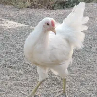جوجه گلین (خروس)