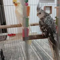 عروس هلندی نر و ماده