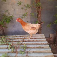 دو عدد مرغ عربی تخمگذار