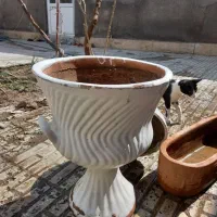 گلدان سالم و تمیز فروشی