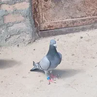 کبوتر پلاکی