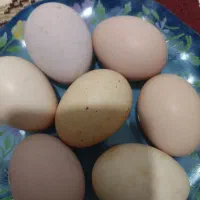 تخم‌مرغ‌محلی