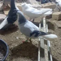 کبوتر  رنگه