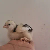 جوجه گلین لری عشایری