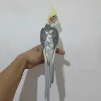 عروس‌هلندی نر رام و دستی