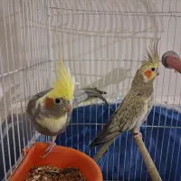 عروس هلندی دوتا شدن ماده