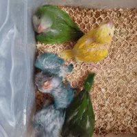 جوجه طوطی راهب سرلاکی