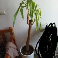 گلدون با درختچه