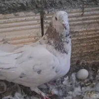 کبوتر کفتر تهرونی پرشی کاشونی  اصفهانی اصفهونی