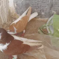گفتر پرشی
