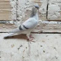 جوجه ساده سبز یا امری