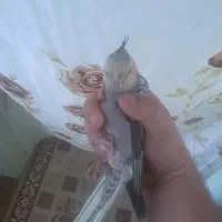 عروس هلندی