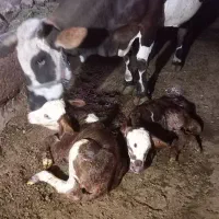 گاو شیری سیمنتال همراه یک گوساله