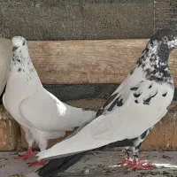 کبوتر نرو ماده پرشی