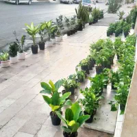 گل طبیعی|گل و گیاه طبیعی|زابل, |دیوار