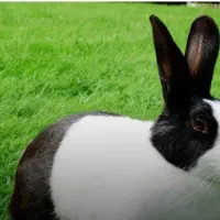 خرگوش چشم شرابی  و سیاه سفید