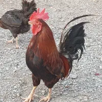 مرغ و خروس