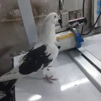 کبوتر پرش سنگین