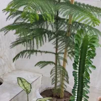 گل طبیعی و سرحال و شاداب