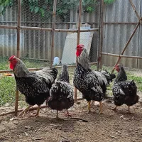 تخم مرغ نطفه دار ویاندوت سیلور