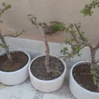 بنسای کراسولا