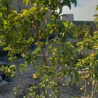 باغ و باغچه ۵۰۰و ۲۰۰ متر تکبرگ آب،برق،گاز/اقساط