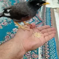 جوجه مینا ۵ماهه