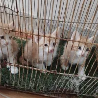 این خوشگلا واگذار می شود