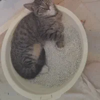 بچه گربه نر دوست داشتنی