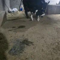 یک گاو باگوساله نر تازه زایمان ۲۰کیلو شیر دارد