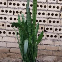 گل سانسوریا