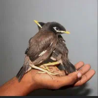 جوجه مینا گوشتی تا پردار