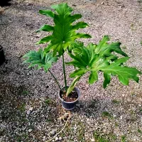 گل انجیری لب گنگره فیکوس لیراتا