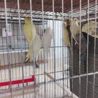 مرغ عشق|پرنده|برازجان, |دیوار