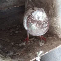 کبوتر