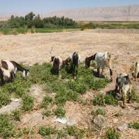 بز نژدی|حیوانات مزرعه|دره شهر, |دیوار