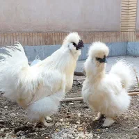 تخم مرغ نطفه دار نژاد ابریشمی