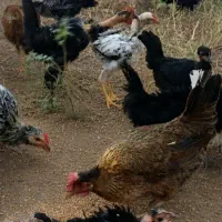 بارنه وخروس جوان نزدیک تخم