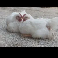 فروش مرغ گوشتی کاملا ارگانیک