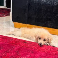 سگ پامر اشپیتز روباهی